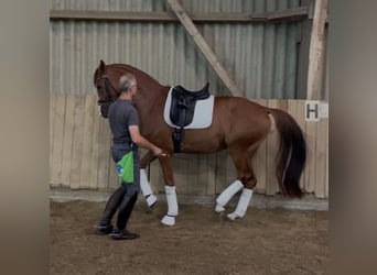 Hannover, Castrone, 6 Anni, 172 cm, Sauro