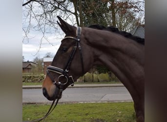 Hannover, Castrone, 6 Anni, 173 cm, Baio