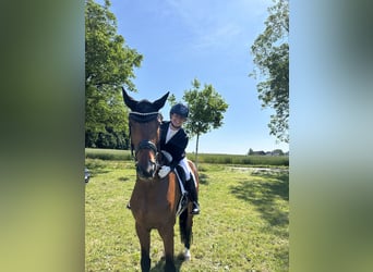 Hannover, Castrone, 6 Anni, 173 cm, Baio