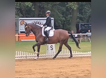 Hannover, Castrone, 6 Anni, 173 cm, Baio