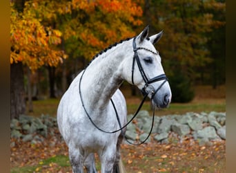 Hannover, Castrone, 6 Anni, 173 cm, Grigio