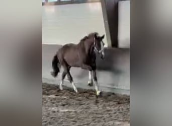 Hannover, Castrone, 6 Anni, 173 cm, Sauro