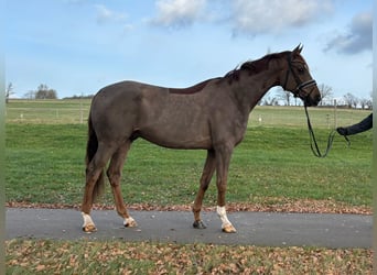 Hannover, Castrone, 6 Anni, 173 cm, Sauro scuro