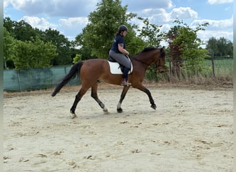 Hannover, Castrone, 6 Anni, 174 cm, Baio