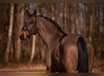 Hannover, Castrone, 6 Anni, 174 cm, Baio scuro