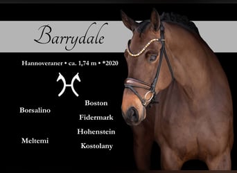 Hannover, Castrone, 6 Anni, 174 cm, Baio scuro