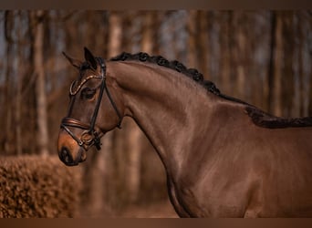 Hannover, Castrone, 6 Anni, 174 cm, Baio scuro