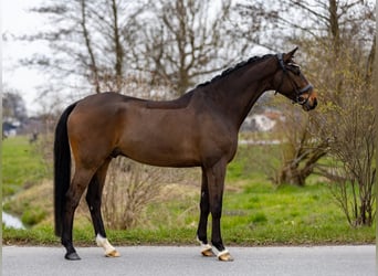 Hannover, Castrone, 6 Anni, 174 cm, Baio scuro