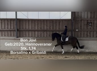 Hannover, Castrone, 6 Anni, 174 cm, Baio scuro