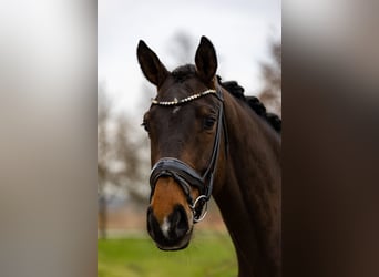 Hannover, Castrone, 6 Anni, 174 cm, Baio scuro