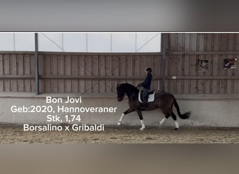 Hannover, Castrone, 6 Anni, 174 cm, Baio scuro