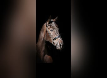 Hannover, Castrone, 6 Anni, 174 cm