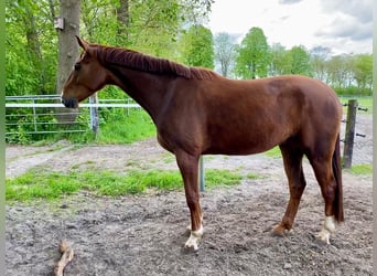 Hannover, Castrone, 6 Anni, 174 cm, Sauro scuro