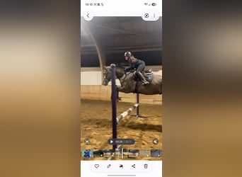 Hannover, Castrone, 6 Anni, 175 cm, Può diventare grigio