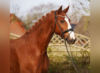 Hannover, Castrone, 6 Anni, 175 cm, Sauro