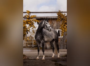 Hannover, Castrone, 6 Anni, 176 cm, Grigio ferro