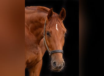 Hannover, Castrone, 6 Anni, 177 cm, Sauro