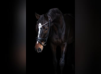 Hannover, Castrone, 6 Anni, 178 cm, Baio scuro