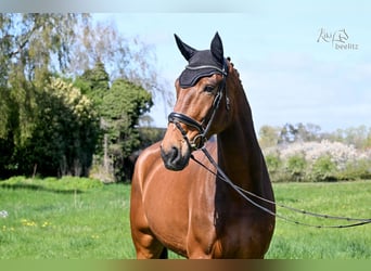 Hannover, Castrone, 6 Anni, 180 cm, Baio