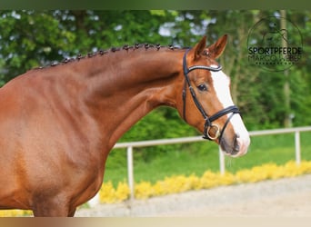 Hannover, Castrone, 6 Anni, 180 cm, Sauro scuro