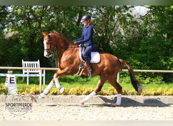 Hannover, Castrone, 6 Anni, 180 cm, Sauro scuro