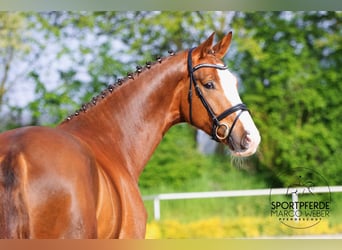 Hannover, Castrone, 6 Anni, 180 cm, Sauro scuro