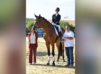 Hannover Mix, Castrone, 6 Anni, 189 cm, Baio