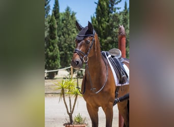 Hannover, Castrone, 6 Anni, Baio
