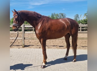 Hannover, Castrone, 6 Anni, Sauro