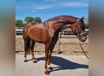 Hannover, Castrone, 6 Anni, Sauro