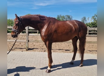 Hannover, Castrone, 6 Anni, Sauro