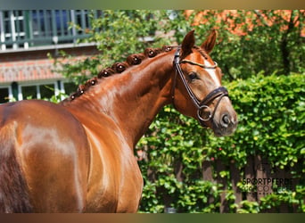Hannover, Castrone, 7 Anni, 160 cm, Sauro scuro
