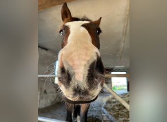 Hannover, Castrone, 7 Anni, 162 cm, Baio nero