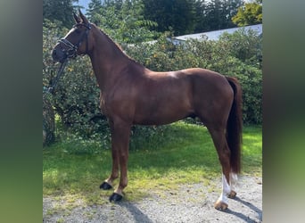 Hannover, Castrone, 7 Anni, 164 cm, Sauro