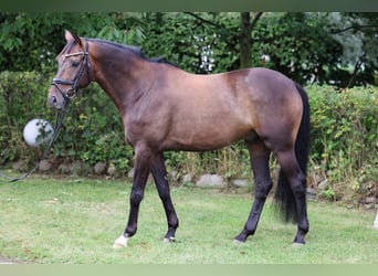 Hannover, Castrone, 7 Anni, 165 cm, Baio scuro