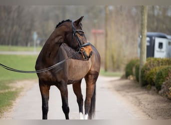 Hannover, Castrone, 7 Anni, 166 cm, Baio