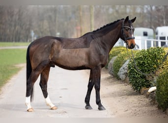 Hannover, Castrone, 7 Anni, 166 cm, Baio