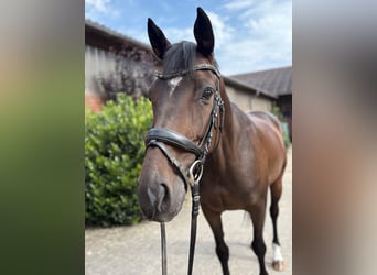 Hannover, Castrone, 7 Anni, 166 cm, Baio