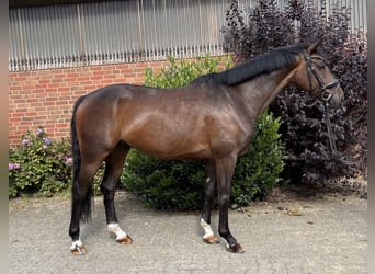 Hannover, Castrone, 7 Anni, 166 cm, Baio