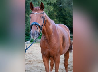Hannover, Castrone, 7 Anni, 166 cm, Sauro