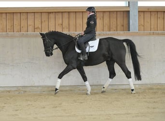 Hannover, Castrone, 7 Anni, 167 cm, Baio nero