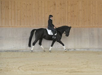 Hannover, Castrone, 7 Anni, 167 cm, Baio nero