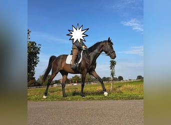 Hannover, Castrone, 7 Anni, 167 cm, Baio scuro