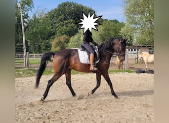 Hannover, Castrone, 7 Anni, 167 cm, Baio scuro