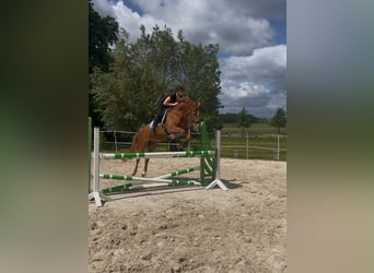Hannover, Castrone, 7 Anni, 167 cm, Sauro