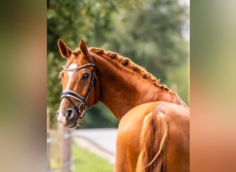 Hannover, Castrone, 7 Anni, 167 cm, Sauro
