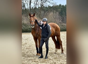 Hannover, Castrone, 7 Anni, 167 cm, Sauro