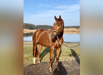 Hannover, Castrone, 7 Anni, 167 cm, Sauro