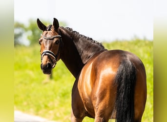 Hannover, Castrone, 7 Anni, 168 cm, Baio