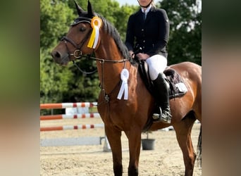 Hannover, Castrone, 7 Anni, 168 cm, Baio